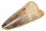 Fossil Spinosaurus Tooth - Feeding Worn Tip #363065-1